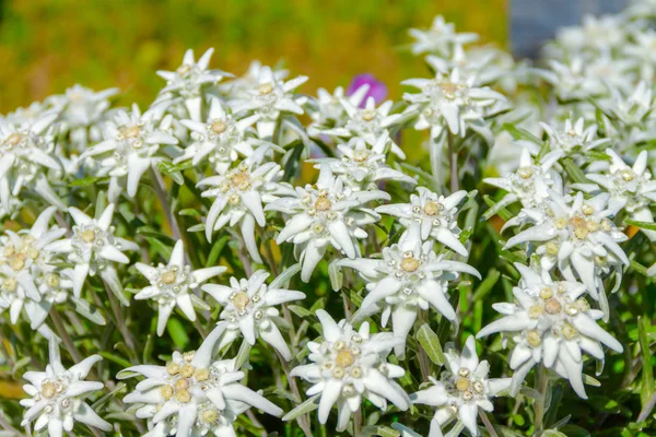 Edelweiss — Stockfoto