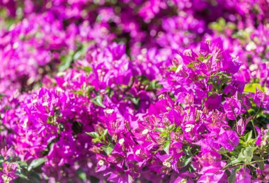 Bougainvillea çiçek