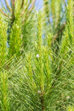 Çam ağaçları ile salyangoz