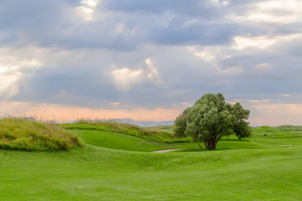 Golfplatz mit Baum lizenzfreie Stockbilder