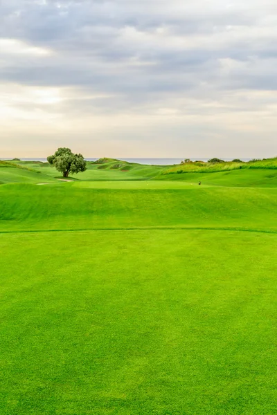 Golf Sahası bir ağaç