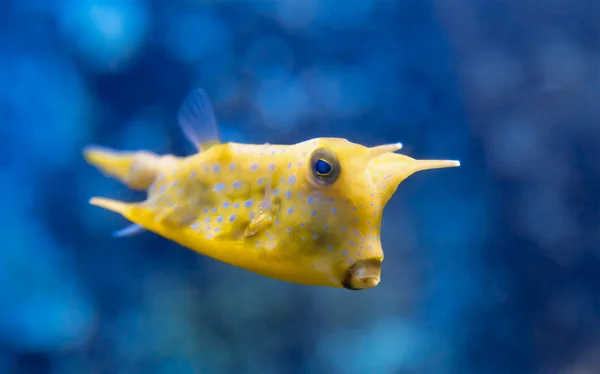 Fisch lactoria cornuta Stockbild