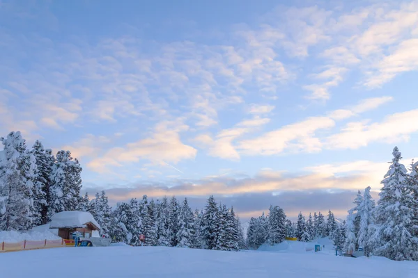 Kväll på en skog. — Stockfoto