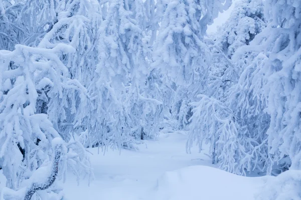 Snöig vinterskog — Stockfoto