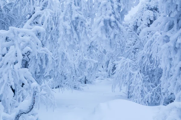 Foresta invernale innevata — Foto Stock