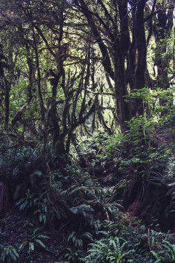Ağaçların arasından akan güneş ışığı.
