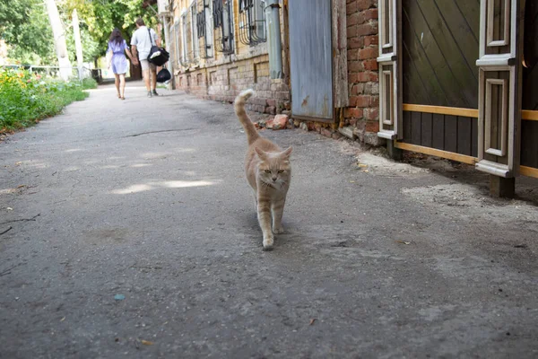 Katt Genom Gatorna Staden — Stockfoto