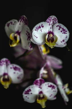 Siyah Arkaplan ile Orkide