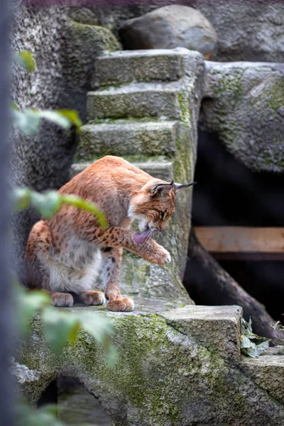 Una Lince Che Vive Uno Zoo — Foto Stock