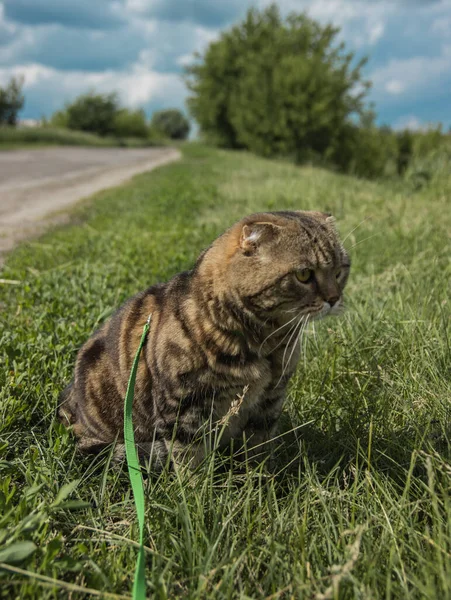 Domácí Kočka Procházce — Stock fotografie