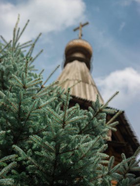 Noel ağacı güneşe doğru uzanıyor.
