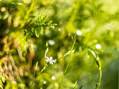 Tarlada makro fotoğrafçılık çiçekleri