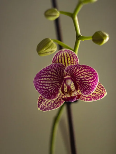 Penceredeki Bir Orkidenin Makro Fotoğrafçılığı — Stok fotoğraf