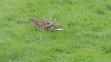 Çimlerin üzerinde koşan bir ördek