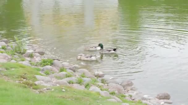 마리와 연못에서 — 비디오