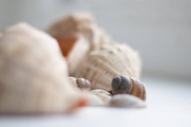 Beyaz arkaplanda deniz kabuğu, kapat