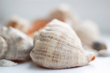 Arkaplan olarak deniz kabukları, deniz kabukları koleksiyonu