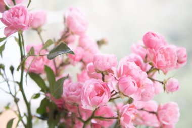 Pencerede gül var. Pembe gül. Bahar