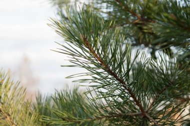 kozalaklı çam ağaçları