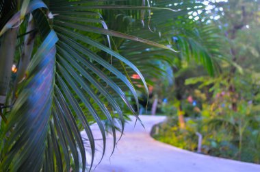 Tropikal bahçenin güzel manzarası. Riviera Maya. Yucatan. Meksika.