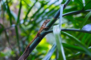 Tropik bir bahçedeki dalda küçük bir kertenkele. Riviera Maya. Yucatan. Meksika.