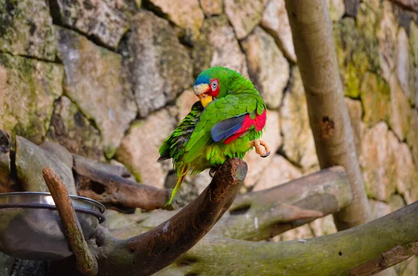Papegoja Gren Rengör Fjädrar Xcaret Park Yucatan Mexiko — Stockfoto