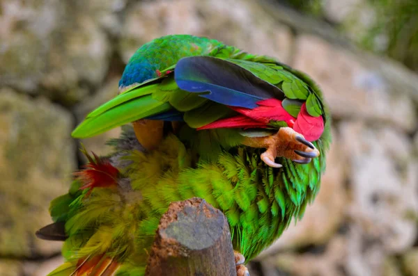 Papegoja Gren Rengör Fjädrar Xcaret Park Yucatan Mexiko — Stockfoto