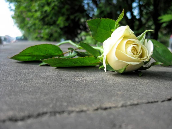 A white rose flower lies on the asphalt.