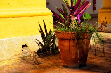 Kertenkele, müzenin avlusunda bir çiçeğin yanında. Çan kulesi. Trinidad. Küba
