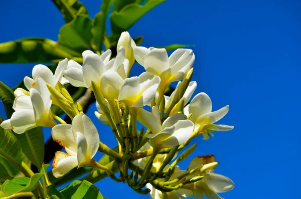 Frangipani Arbre Fleurs Varadero Cuba — Photo