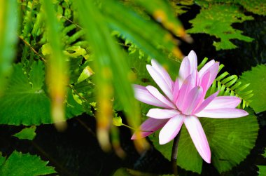 Nilüfer çiçekleri. Küba 'nın Ulusal Botanik Bahçesi. Havana şehri