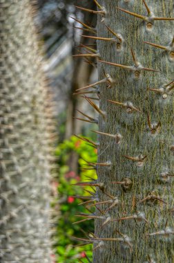 Çeşitli kaktüs türlerinin görüntüsü. Küba 'nın Ulusal Botanik Bahçesi. Havana şehri