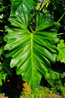 Tropik bitki yaprakları. Küba 'nın Ulusal Botanik Bahçesi. Havana şehri