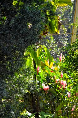 Tropikal bitkiler ve taşlardan oluşan bir bileşim. Küba 'nın Ulusal Botanik Bahçesi. Havana şehri