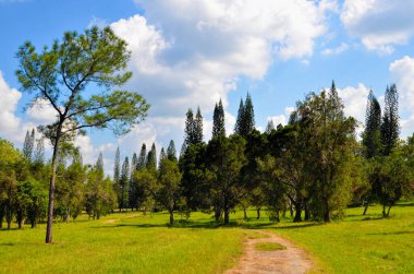 Yağmur ormanlarının güzel manzarası. Küba 'nın Ulusal Botanik Bahçesi. Havana şehri