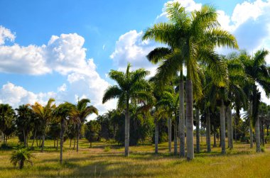 Palmiye ağacının güzel manzarası. Küba 'nın Ulusal Botanik Bahçesi. Havana şehri
