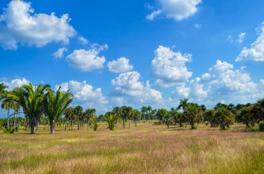 Palmiye ağacının güzel manzarası. Küba 'nın Ulusal Botanik Bahçesi. Havana şehri
