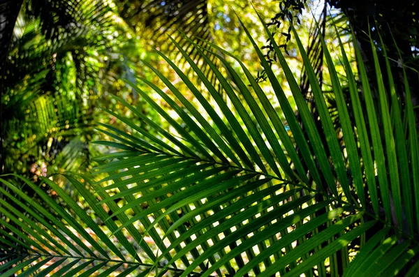 Tropické Stromy Národní Zoo Kubě Město Havana — Stock fotografie