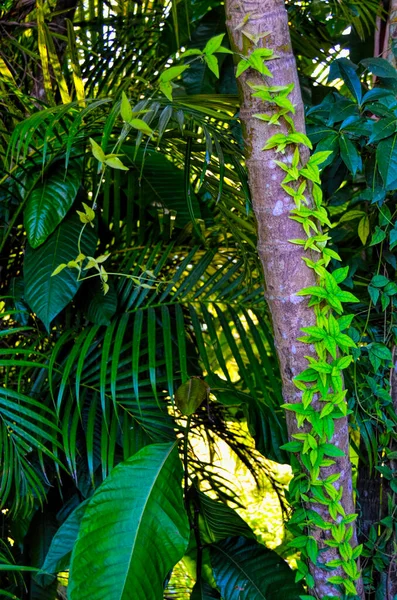 Tropické Stromy Národní Zoo Kubě Město Havana — Stock fotografie