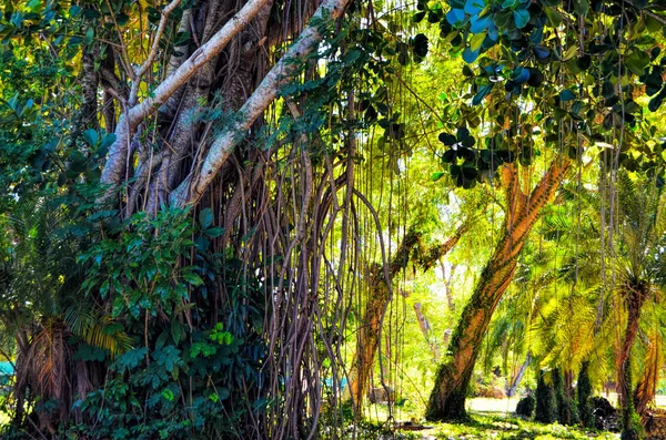 Arbres Tropicaux Zoo National Cuba Havane — Photo