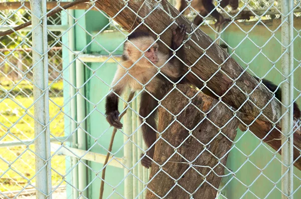 Singe Tire Patte Zoo National Cuba Havane — Photo
