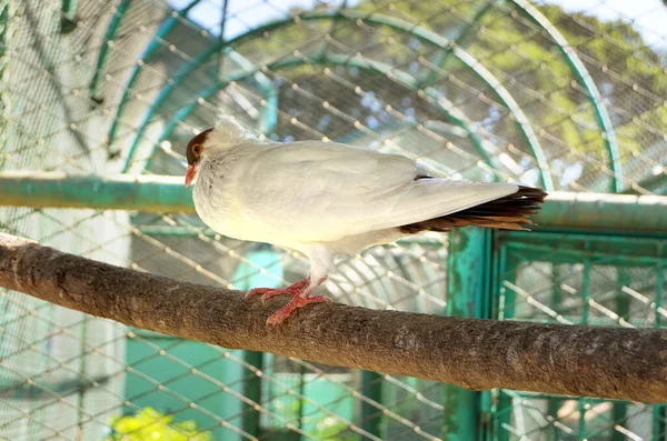 Bird Pigeon National Zoo Cuba Havana City — Stock Photo, Image