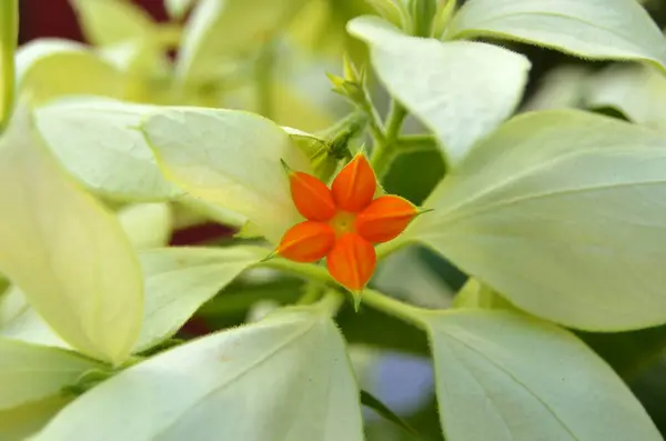 Fleurs Tropicales Jardin Botanique National Cuba Havane — Photo