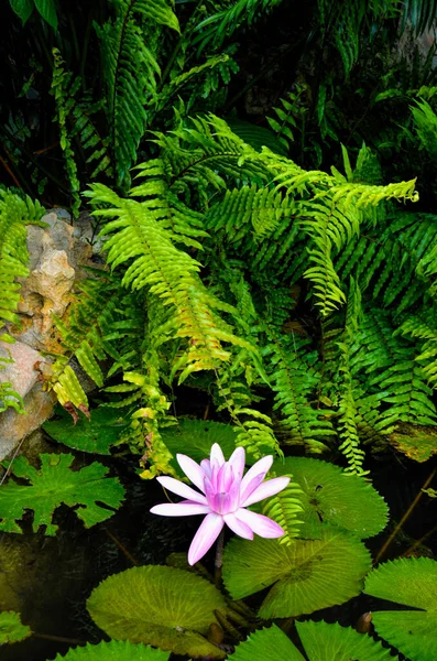 Flores Lirio Agua Jardín Botánico Nacional Cuba Ciudad Habana —  Fotos de Stock