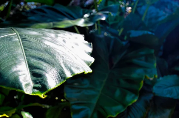 Listů Tropických Rostlin Národní Botanická Zahrada Kuby Město Havana — Stock fotografie