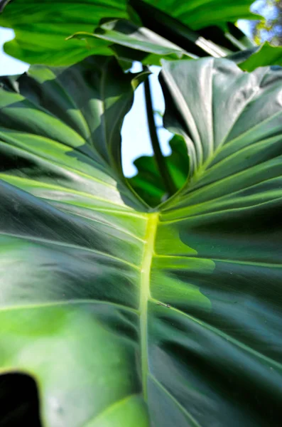 Leaves Tropical Plants National Botanical Garden Cuba Havana City — Stock Photo, Image