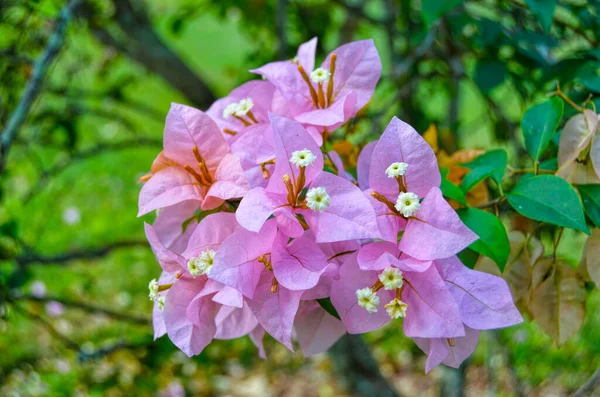 Fleurs Tropicales Jardin Botanique National Cuba Havane — Photo