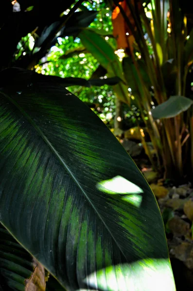 Listů Tropických Rostlin Národní Botanická Zahrada Kuby Město Havana — Stock fotografie