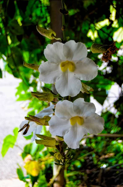 Fleurs Tropicales Jardin Botanique National Cuba Havane — Photo