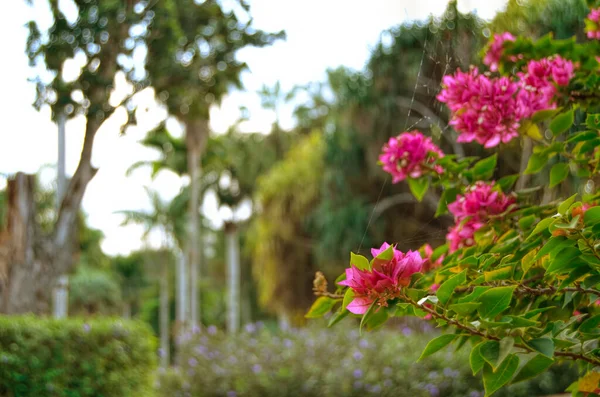Fleurs Tropicales Jardin Botanique National Cuba Havane — Photo